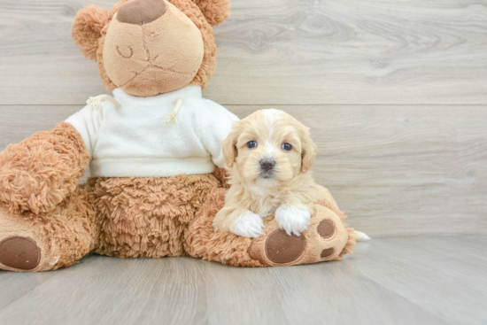 Maltipoo Pup Being Cute