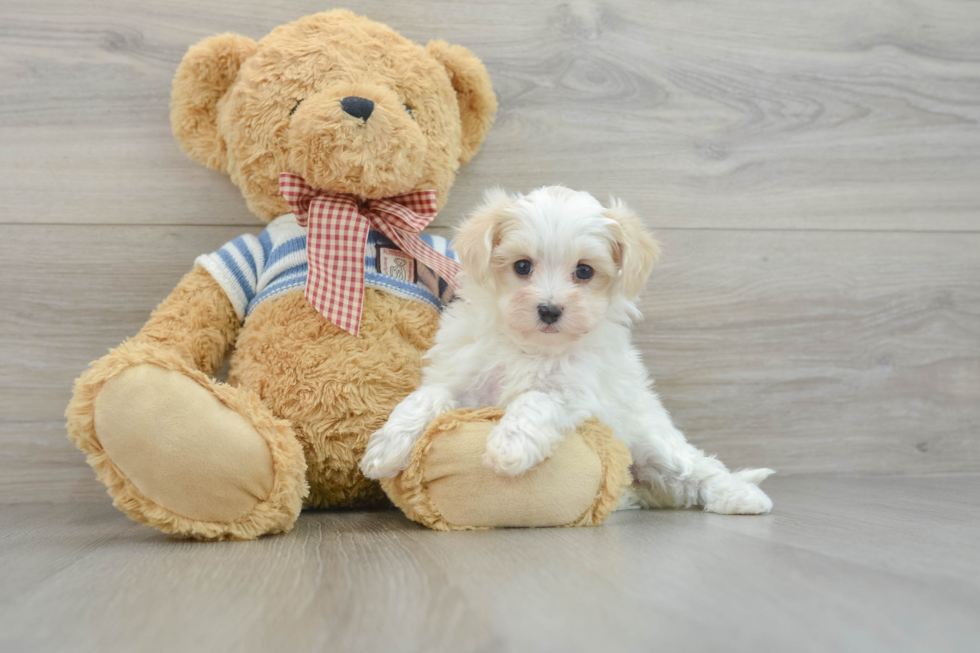 Maltipoo Puppy for Adoption