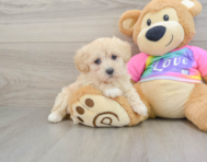 8 week old Maltipoo Puppy For Sale - Premier Pups