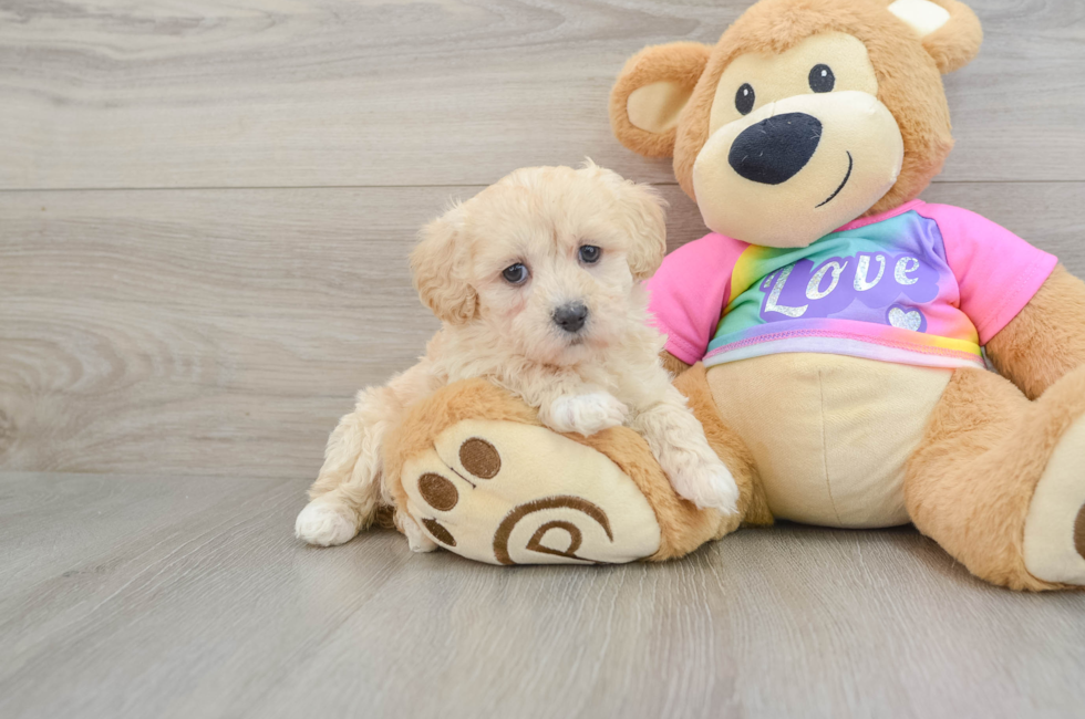 8 week old Maltipoo Puppy For Sale - Premier Pups