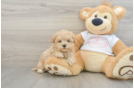 Sweet Maltipoo Baby