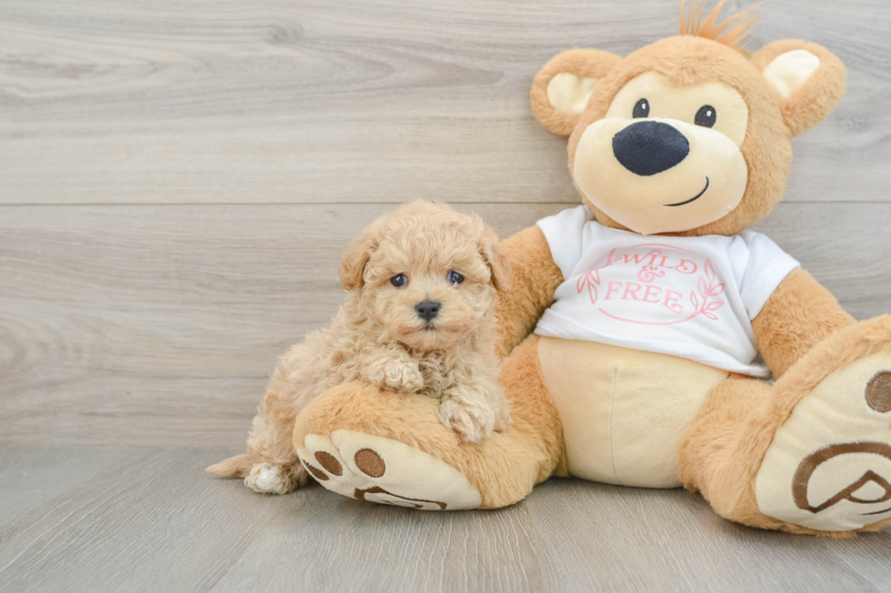 Sweet Maltipoo Baby