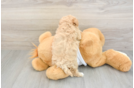 Fluffy Maltipoo Poodle Mix Pup