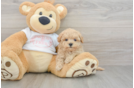 Maltipoo Pup Being Cute