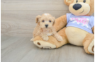 Hypoallergenic Malt Oodle Poodle Mix Puppy
