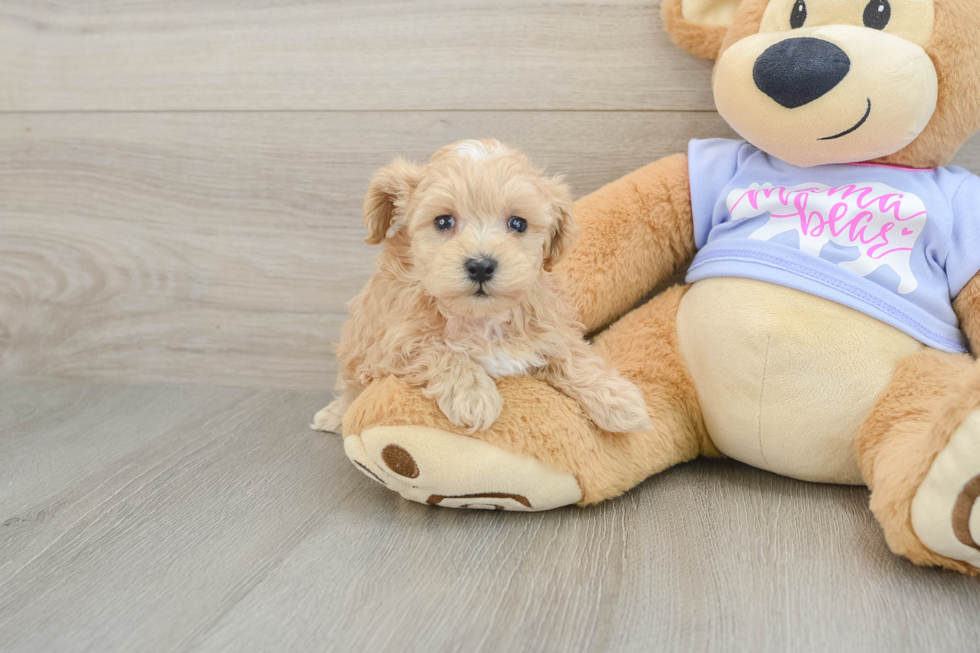 Hypoallergenic Malt Oodle Poodle Mix Puppy