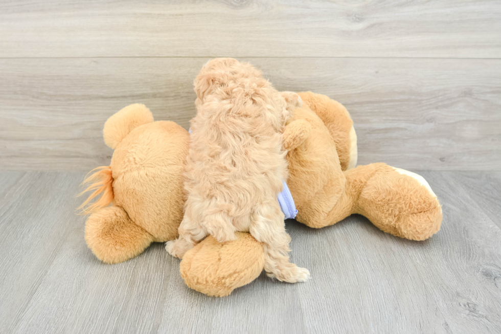 Popular Maltipoo Poodle Mix Pup