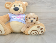 8 week old Maltipoo Puppy For Sale - Premier Pups
