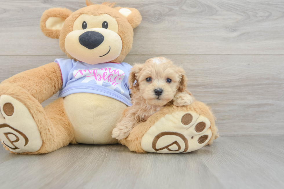 Energetic Malt a Poo Poodle Mix Puppy