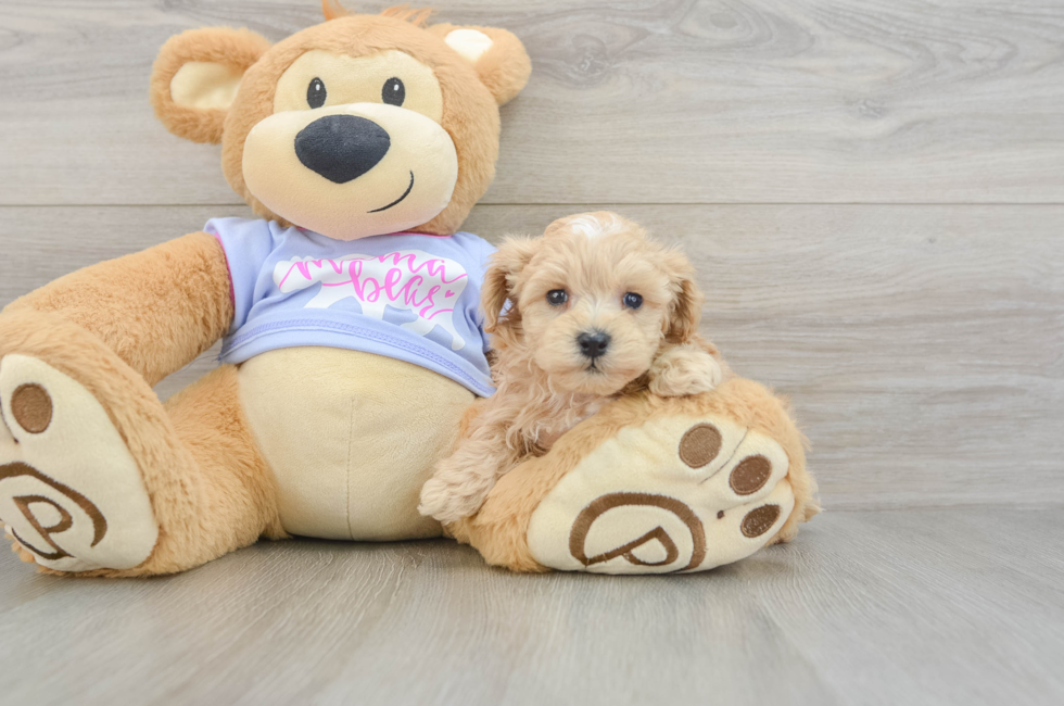 5 week old Maltipoo Puppy For Sale - Premier Pups