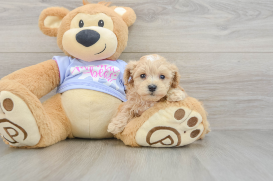 Energetic Malt a Poo Poodle Mix Puppy