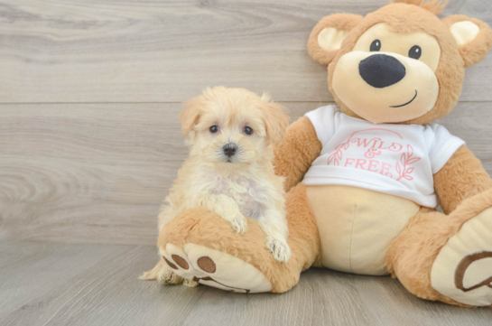 Maltipoo Pup Being Cute