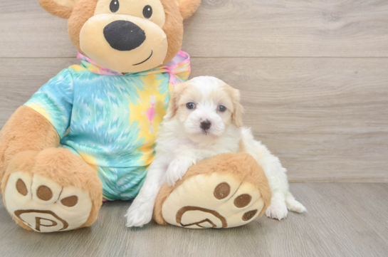 Happy Maltipoo Baby