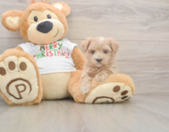 7 week old Maltipoo Puppy For Sale - Premier Pups