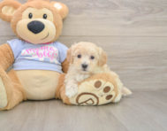 9 week old Maltipoo Puppy For Sale - Premier Pups