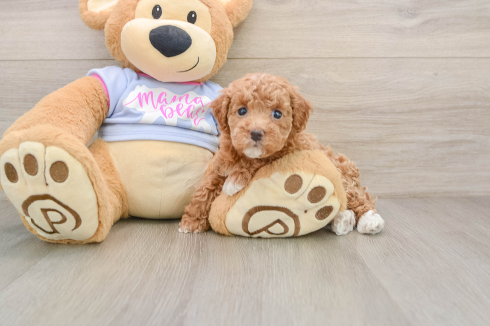 Little Malt Oodle Poodle Mix Puppy