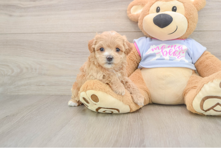 Cute Maltipoo Baby