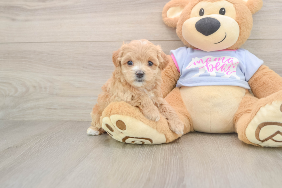 Cute Maltipoo Baby