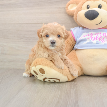 Cute Maltipoo Baby