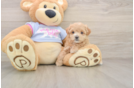 Energetic Moodle Poodle Mix Puppy