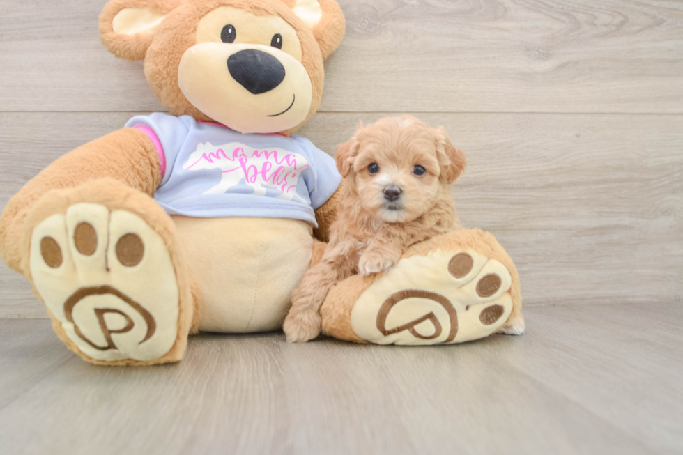 Energetic Moodle Poodle Mix Puppy