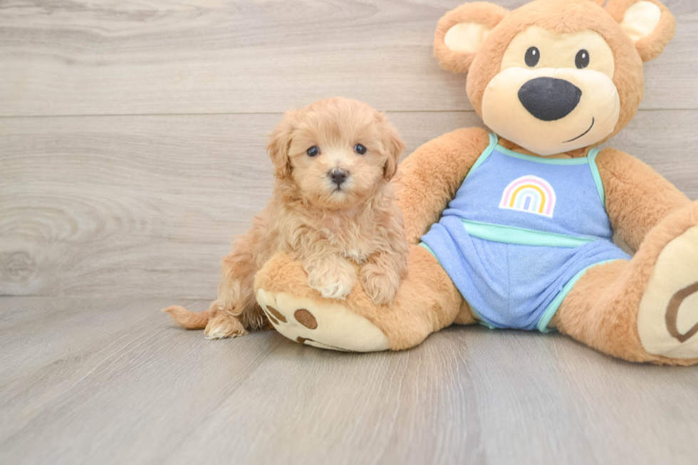 Small Maltipoo Baby