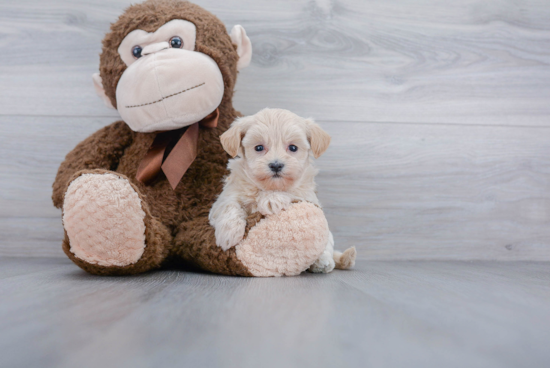 Maltipoo Puppy for Adoption