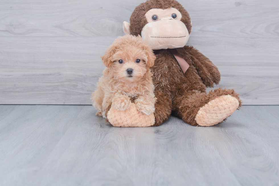 Hypoallergenic Maltepoo Poodle Mix Puppy