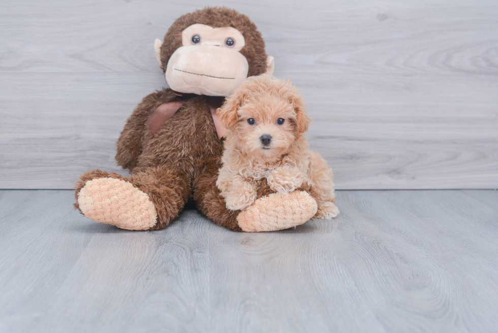 Little Maltepoo Poodle Mix Puppy