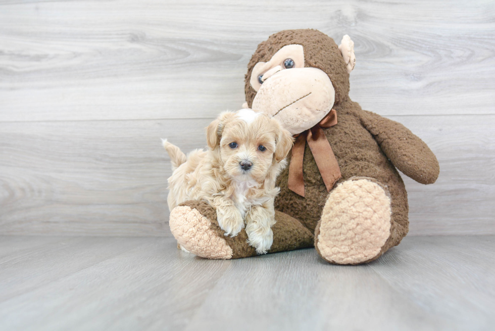 Best Maltipoo Baby