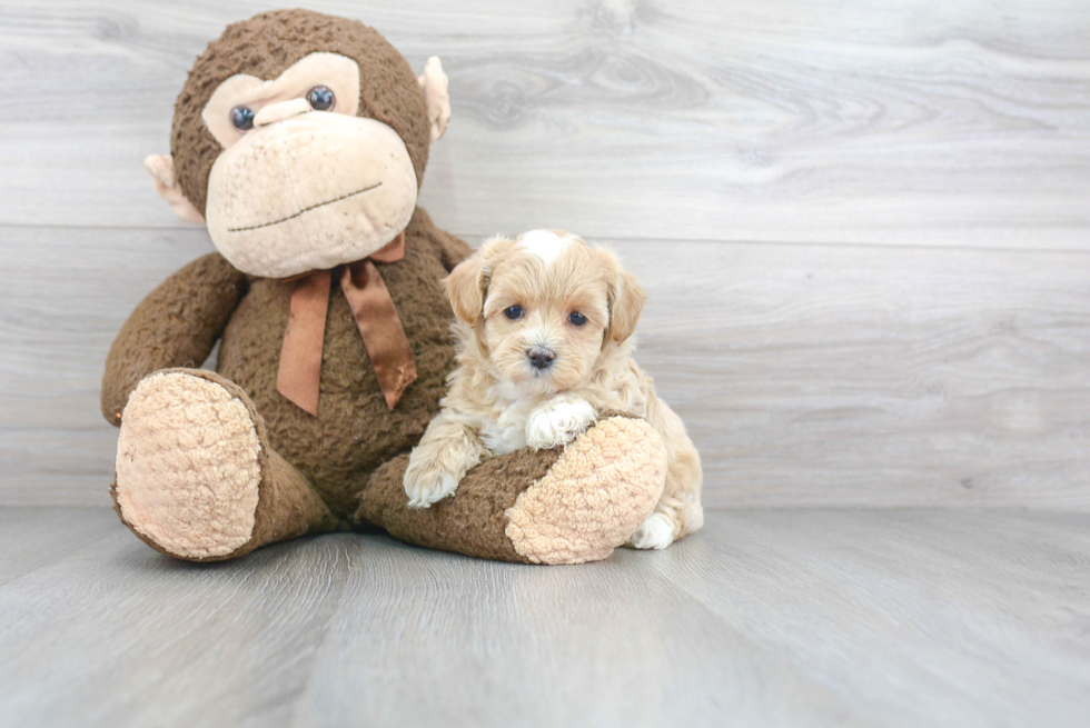 Friendly Maltipoo Baby