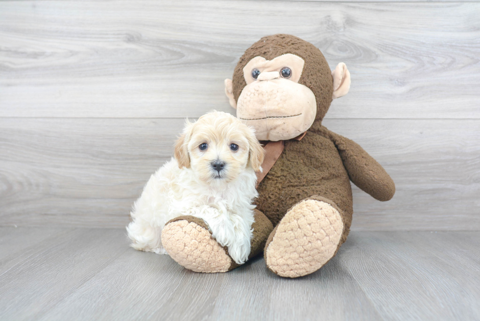 Happy Maltipoo Baby