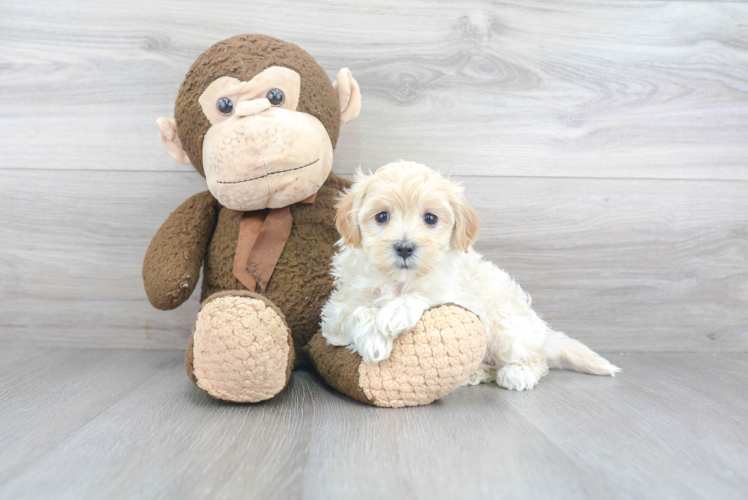 Little Maltepoo Poodle Mix Puppy