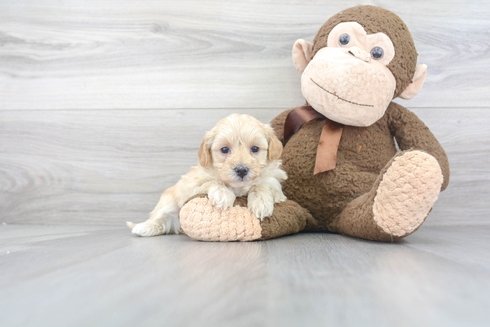 Small Maltipoo Baby