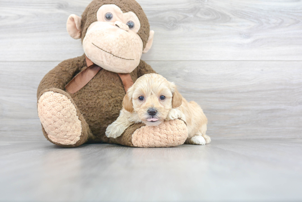 Little Maltepoo Poodle Mix Puppy