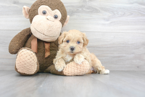 Small Maltipoo Baby