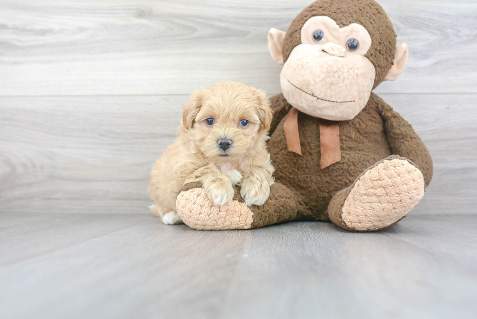 Hypoallergenic Maltepoo Poodle Mix Puppy