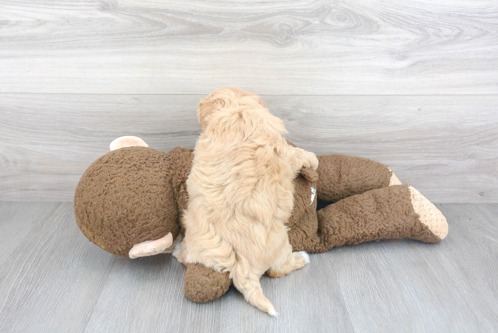 Maltipoo Pup Being Cute