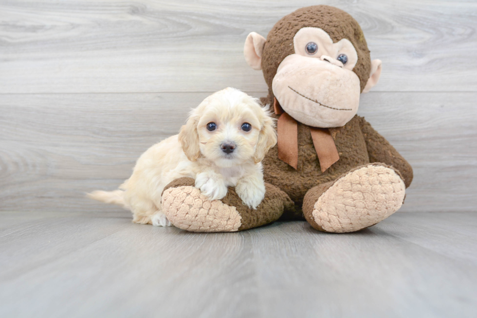 Best Maltipoo Baby