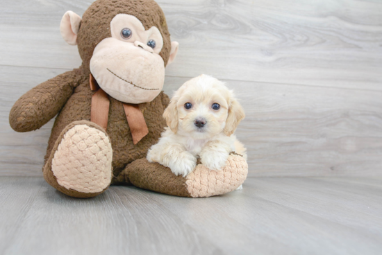 Energetic Maltese Poodle Poodle Mix Puppy