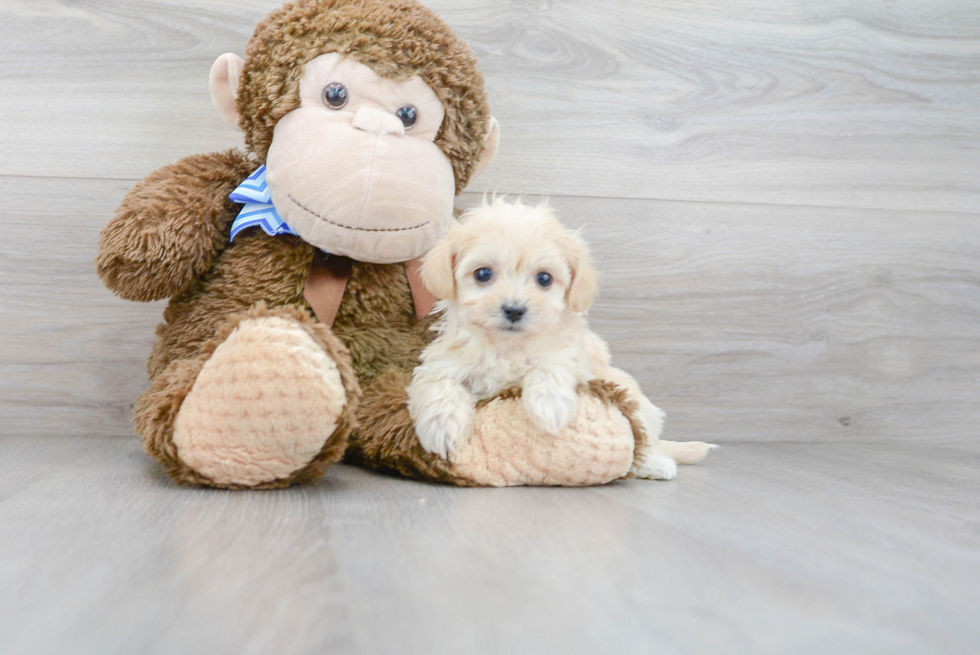 Best Maltipoo Baby