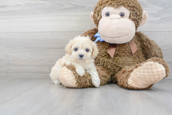 Maltipoo Pup Being Cute