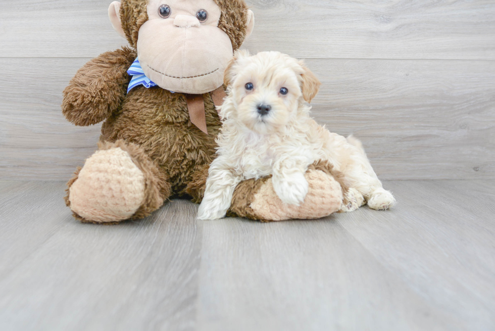 Maltipoo Pup Being Cute