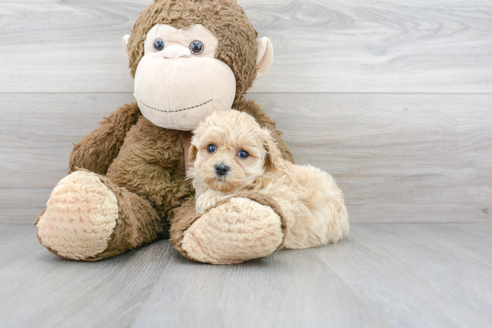 Petite Maltipoo Poodle Mix Pup