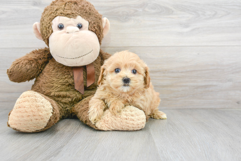 Friendly Maltipoo Baby