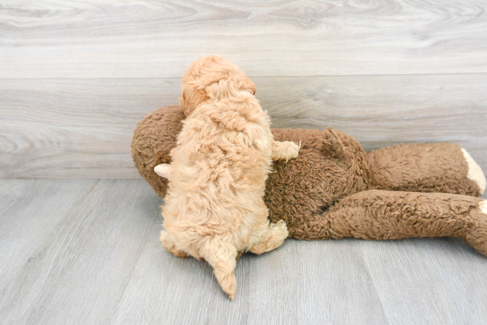 Maltipoo Pup Being Cute