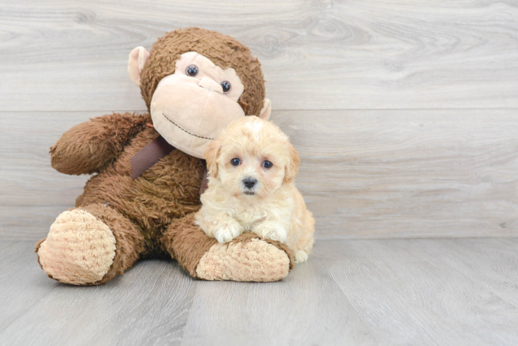 Maltipoo Puppy for Adoption