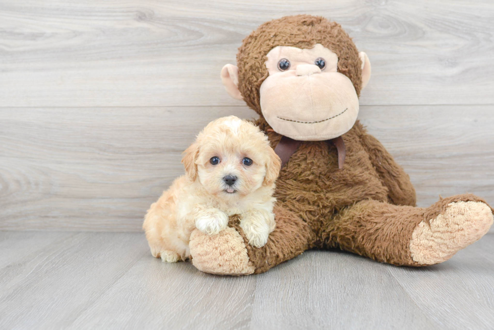 Sweet Maltipoo Baby