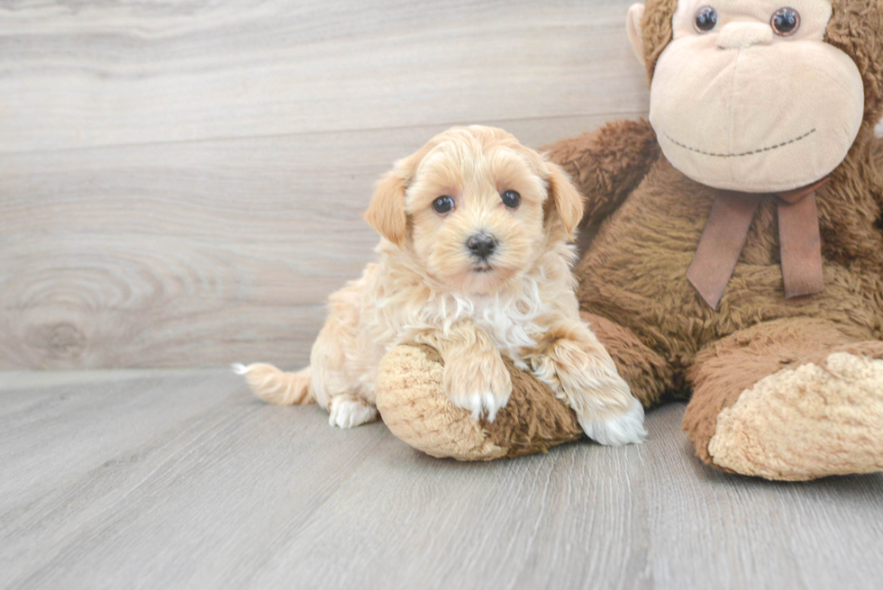 Maltipoo Puppy for Adoption