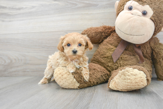 Energetic Maltese Poodle Poodle Mix Puppy